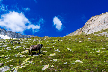 Flock of goats in Hohe Tauern in Austria. Schobergruppe, Debanttal, Austrian Alps, Europe
