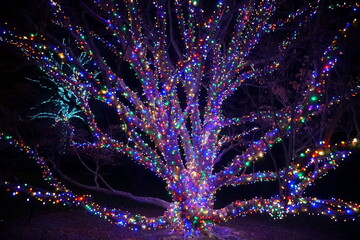 A tree with branches decorated in colorful lights
