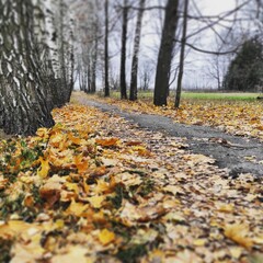 autumn in the park