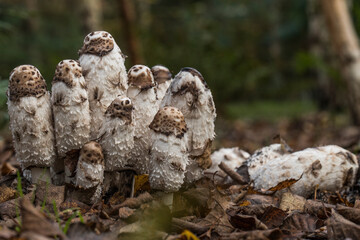 Mushrooms on guard in the forest