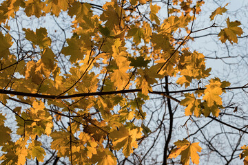 Autumn leaves in the sun