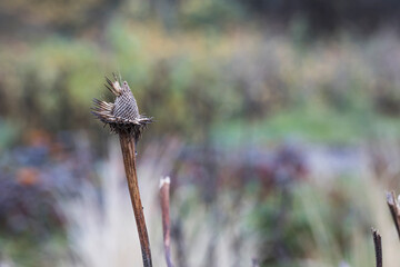 dried plant in autumn