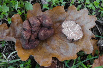 Tartufo rosso (Tuber rufum) in primo piano autunnale 