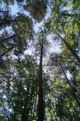 Fir trees in the forest of Vallombrosa, Tuscany, Italy