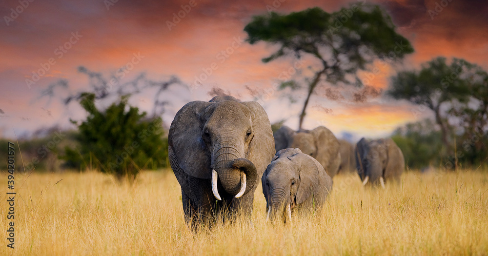 Wall mural A herd of wild elephants walk through the savanna of Tarangire National Park in Tanzania, East Africa