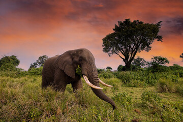 Large African Elephant roaming wild in Tanzania, East Africa