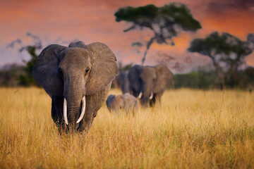 A herd of wild elephants walk through tall grass in Tarangire National Park, Tanzania, East Africa - obrazy, fototapety, plakaty