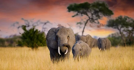 Fototapete Elefant Eine Herde wilder Elefanten wandert durch die Savanne des Tarangire Nationalparks in Tansania, Ostafrika
