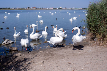 Swans on the estuary