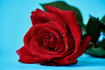 Beautiful red rose and water drops, on blue background, colorful valentine day post cards picture,  cool desktop wallpaper