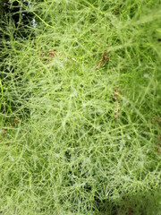 Light-green tree, texture, background