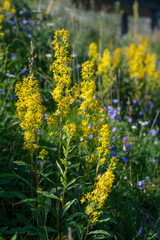 The European goldenrod, (Solidago virgaurea) 