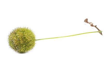 Plane tree, sycamore leaf and seed pod isolated on white background