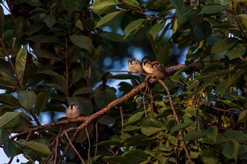 Four sparrows sit on a branch of a fruit tree in the early morning.