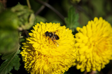 The bee on a large yellow flower collects nectar. Close-up.