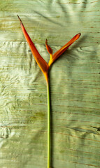 Beautiful tropical exotic flower on the banana leaves. Close-up shot of Heliconia rostrata floral from rainforest or garden. Leaf background with Bird of paradise or Lobster Claw fern.