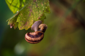 The snail crawls upside down on the grape leaf. Close-up. Blurred background.