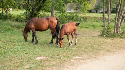 two horses grazing on a meadow