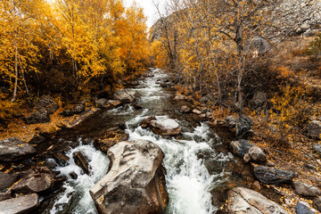 Autumn view of the Bolshoy Ilgumen river at its confluence with river the Katun. Altai Republic,...