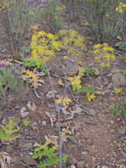 Thapsia (Thapsia nitida)