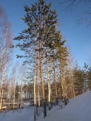 Pine and young birches on a snow-covered hill in sunlight