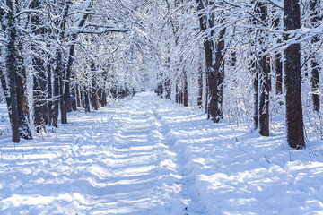 Pathway through a winter park. Snow covered trees in the grove.