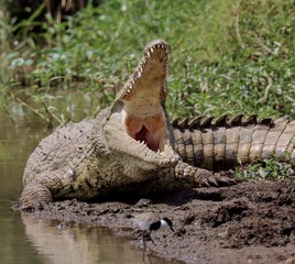 African Crocodile yawning