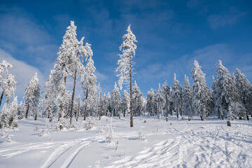 Sunny Winter Day With Frozen Trees