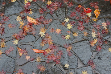 autumn leaves on cobblestone