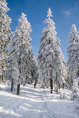 Sunny Winter Day With Frozen Trees