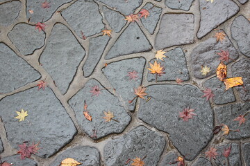 colored leaf on road