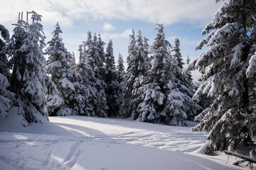 Sunny Winter Day With Frozen Trees