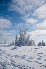 Sunny Winter Day With Frozen Trees
