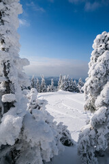 Sunny Winter Day With Frozen Trees