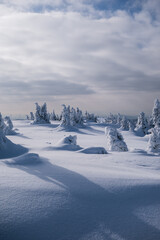 Frozen Trees in the Winter