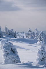 Frozen Trees in the Winter