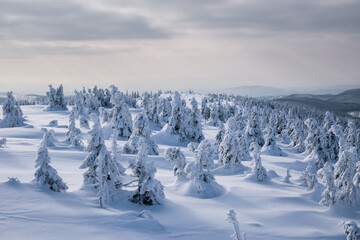 Frozen Trees in the Winter