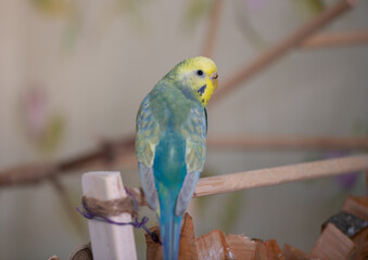 Nice blue and yellow budgerigar wavy parrot sitting on wooden stick