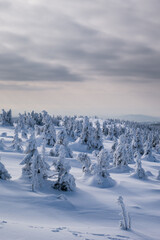 Frozen Trees in the Winter