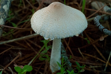 grzyb las kapelusz noga jesień © Piotr