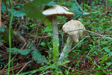 grzyb las kapelusz noga jesień © Piotr