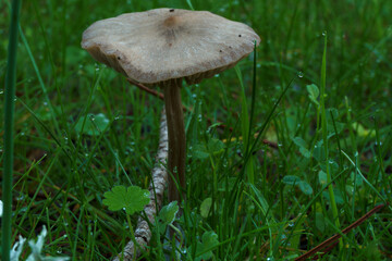 grzyb las kapelusz noga jesień