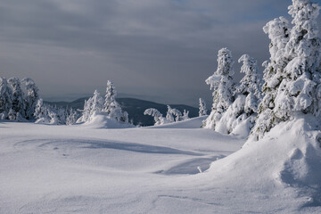Frozen Trees in the Winter