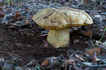 grzyb las kapelusz noga jesień © Piotr