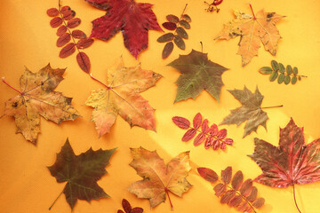 Dry multi-colored leaves of various plants on a yellow background, top view, close-up