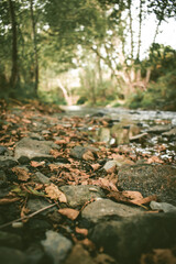 Autumn
