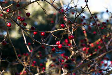 gł&oacute;g roślina krzak gałąź owoce