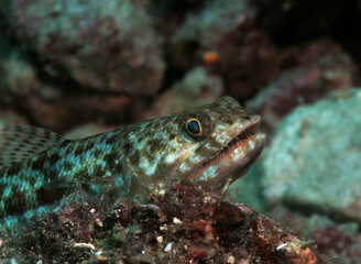 Close up view of a sand Lizardfish amongst corals in Pescador Island Philippines
