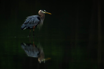 Great Blue Heron