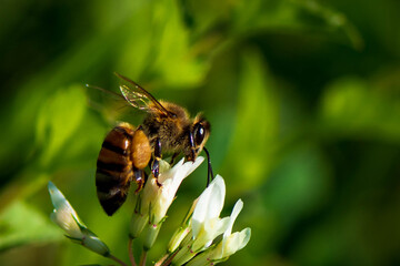 Bee